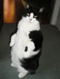 Levi - office cat